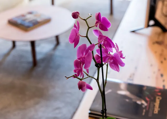 فلورا تشيادو *