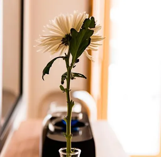 فلورا تشيادو *